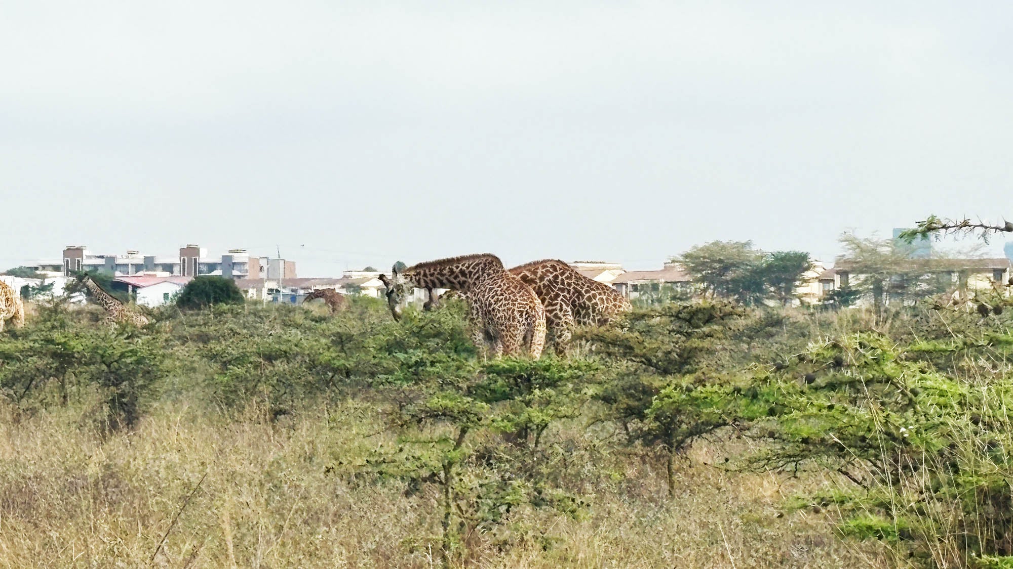 Donor_Trip_2025_-_Safari.jpg