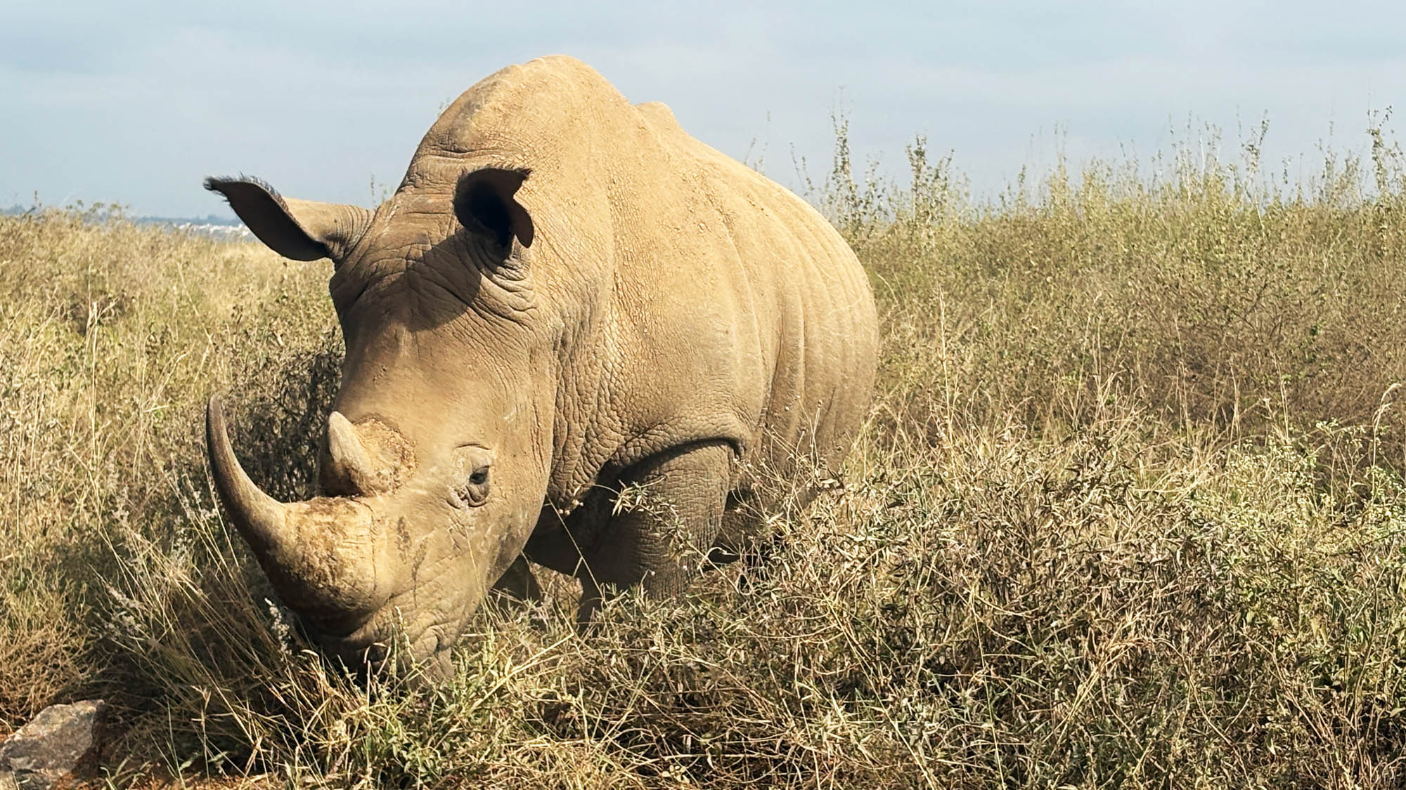 Donor_Trip_2025_-_Safari_rhino.jpg